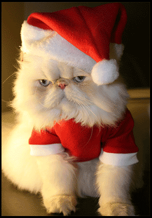 Weihnachten_Katze_1