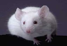 white_mouse